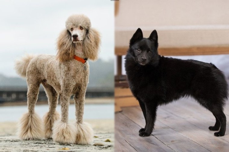 Schipper-Poo Dog Breed Information and Pictures