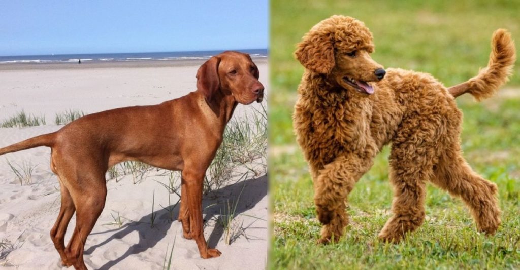 Redbone Coonoodle | Dog Breed Facts and Information