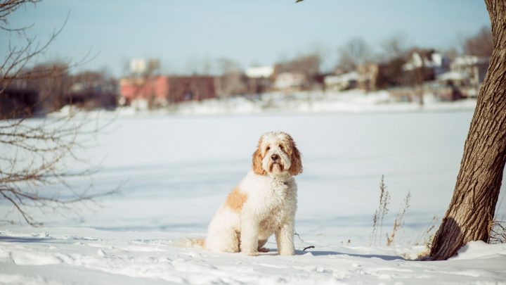 The Medium Goldendoodle: A Complete Guide to These Cute Doods