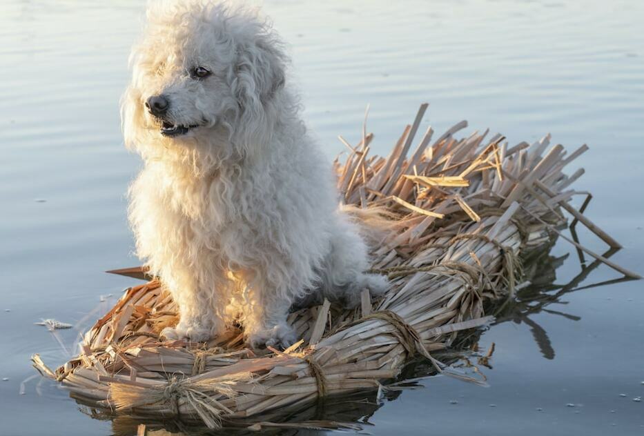 White Goldendoodle - Your Complete Breed Guide
