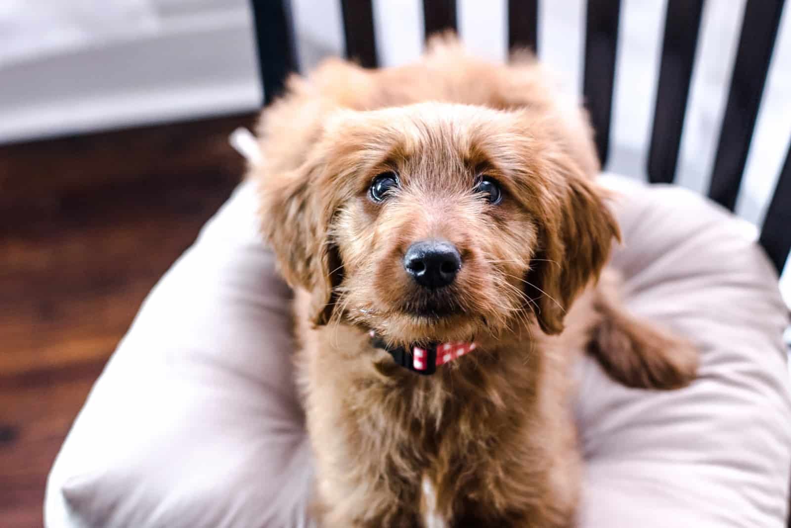 Do Red Goldendoodles Fade?