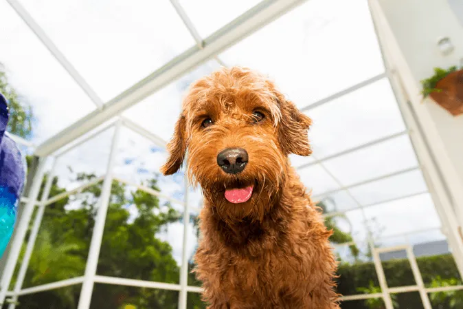 The Ultimate Guide to the Different Types of Goldendoodles