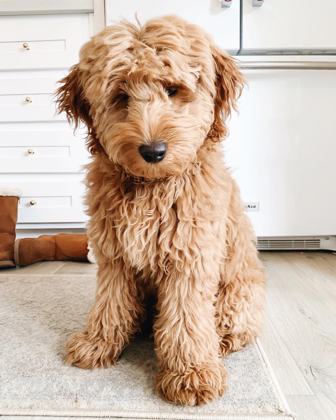 Types of Goldendoodle Colors