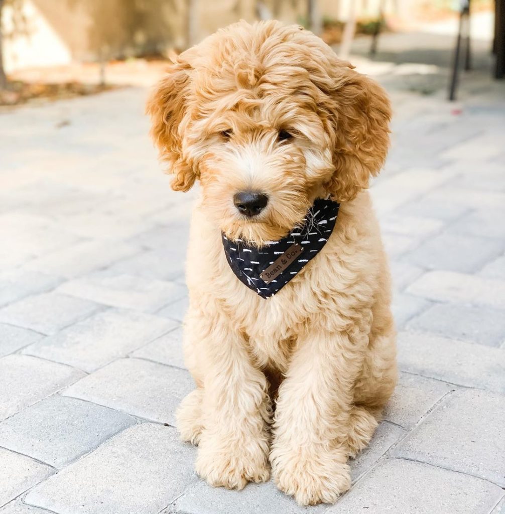 Is a Goldendoodle Hypoallergenic?