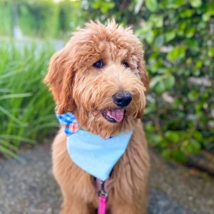 How much does a Goldendoodle Cost?