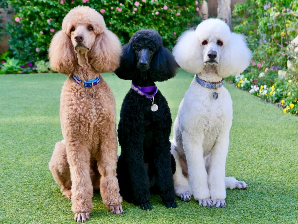 Standard Poodle Growth Explained (Pictures)