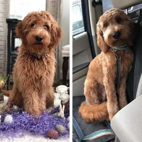 goldendoodle haircuts before and after