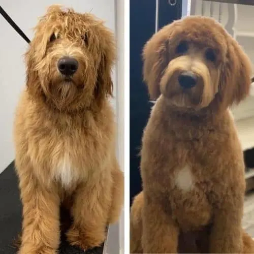 goldendoodle haircut pictures