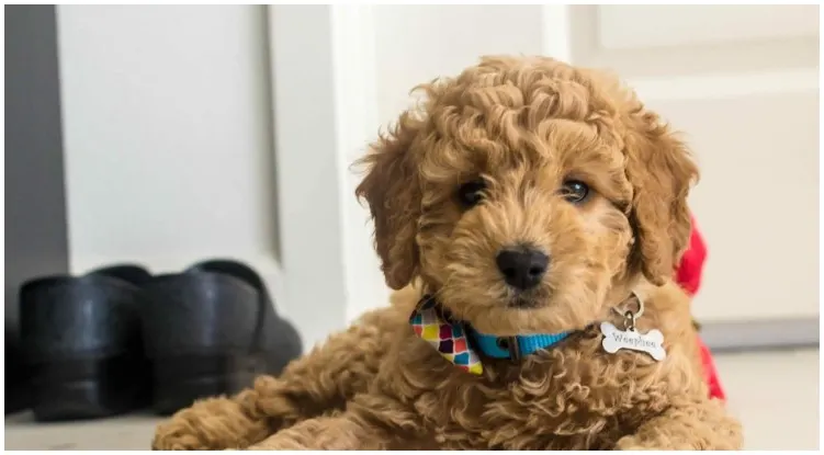 Toy Goldendoodle: What You Have To Know