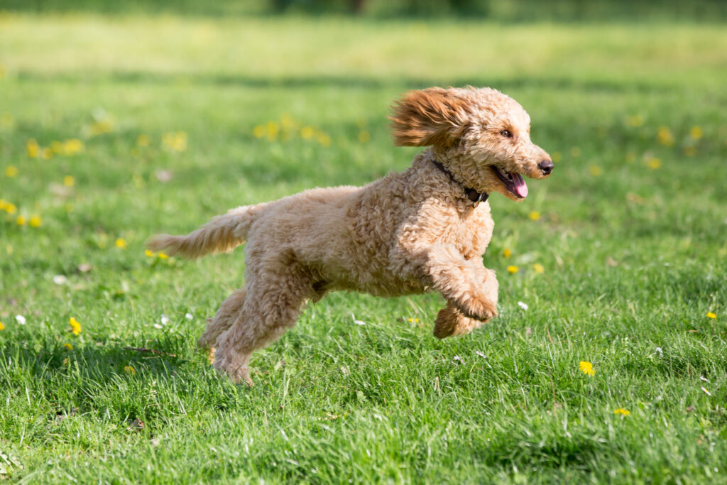 How Fast Can A Poodle Run? We Have The Answer