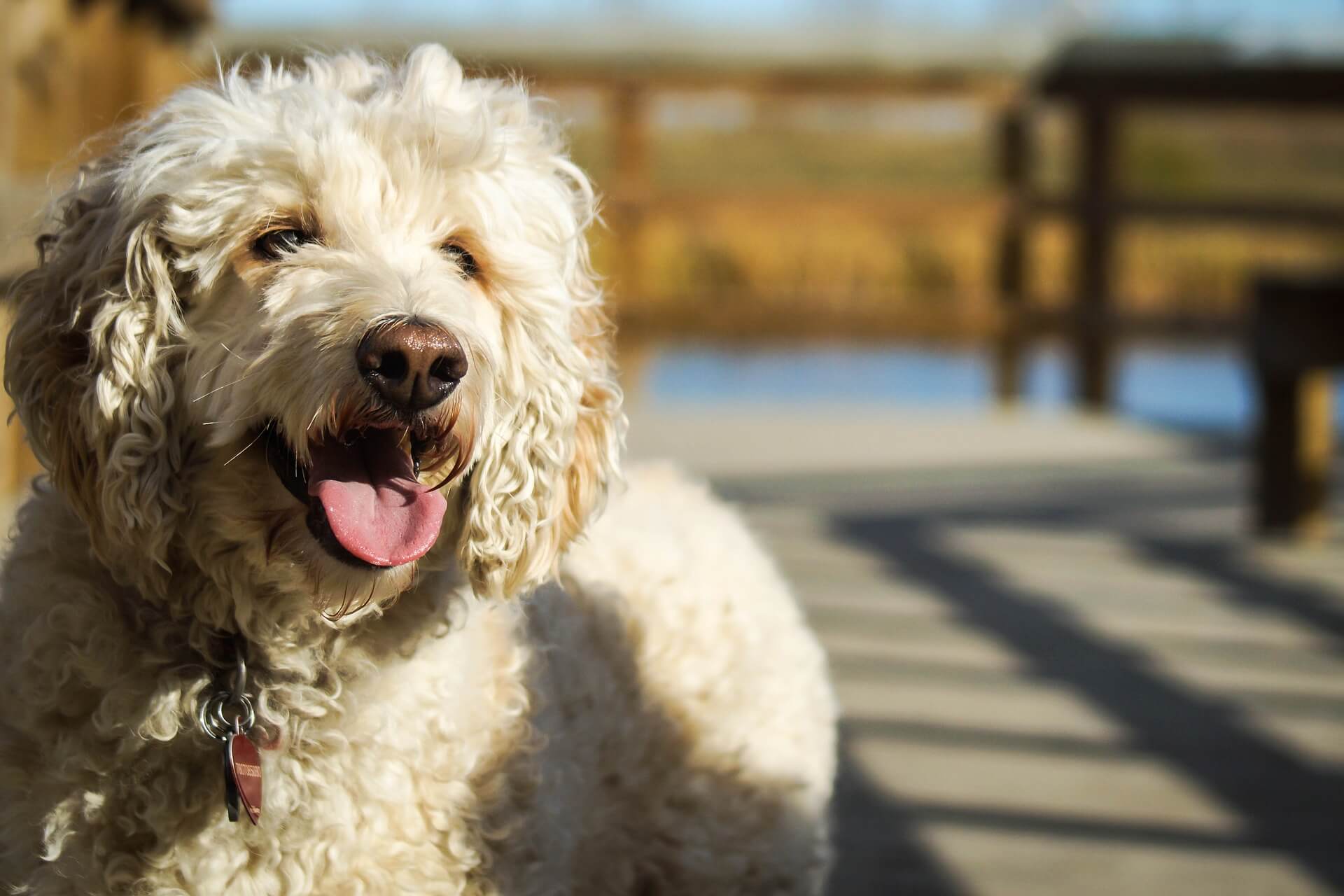 Can a Miniature Poodle Be a Service Dog?
