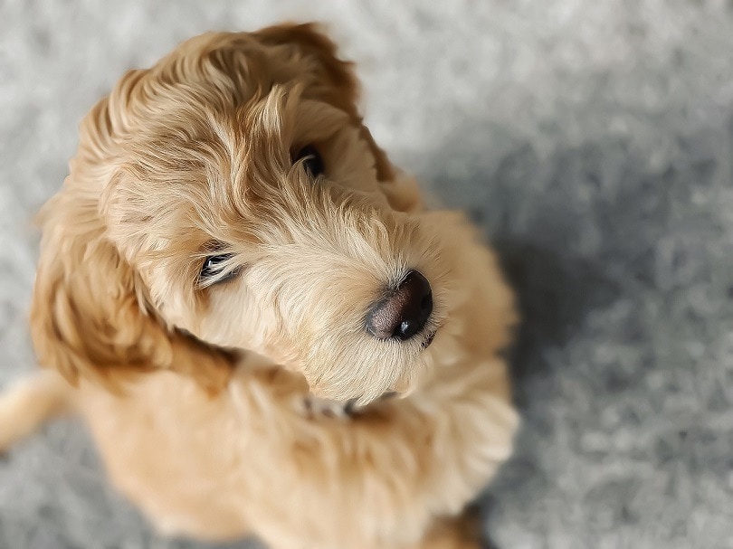 Petite Goldendoodle | Dog Breed Facts and Information
