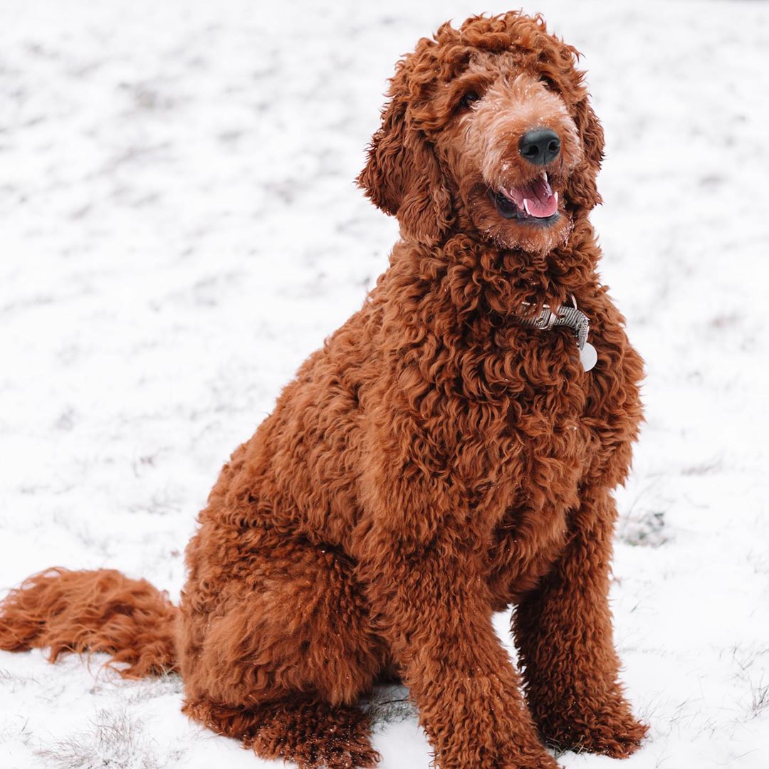 19 Goldendoodle Colors and Patterns
