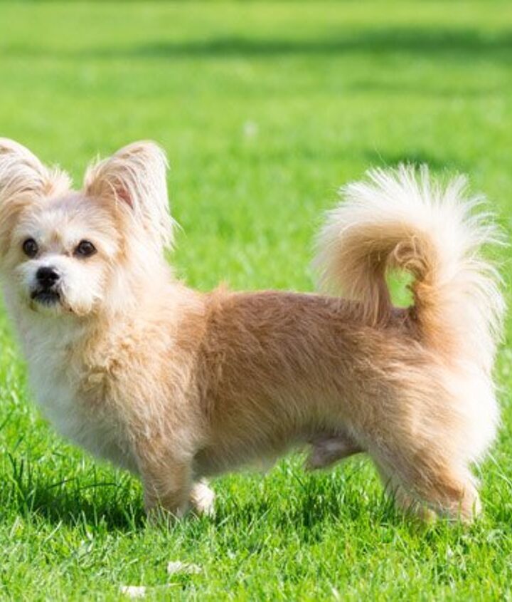 Skypoo Dog Breed Information and Pictures