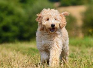 Step-by-step guide on how to train your Goldendoodle puppy