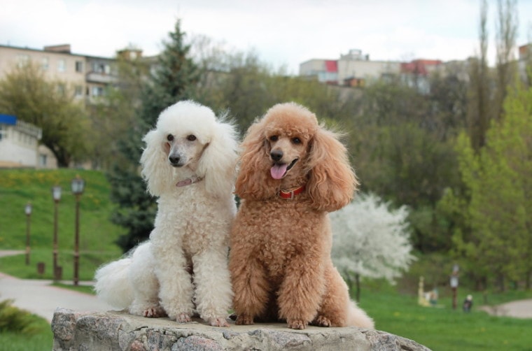 What Were Poodles Bred For? Poodle History Explained