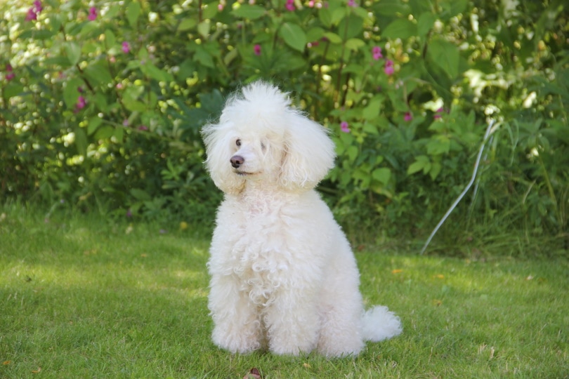 What Were Poodles Bred For?