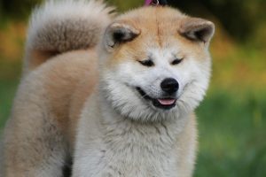 When is an Akita Dog Full Grown?