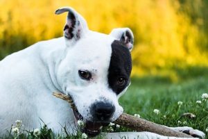 When is an American Staffordshire Terrier Full Grown?