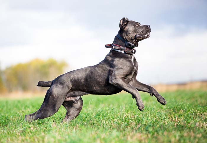 Cane Corso is one of the most popular fighting dog breeds