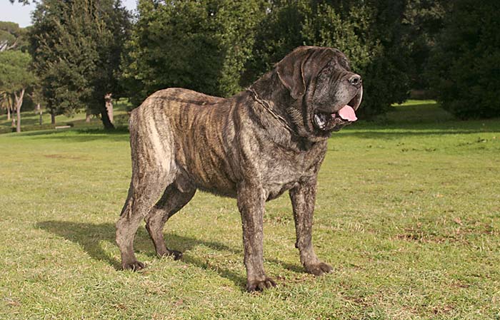 English Mastiff is one of the most popular fighting dog breeds