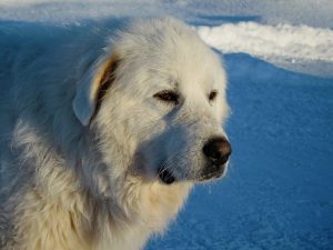 When is a Great Pyrenees Full Grown?