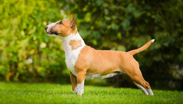 Bull Terrier as the Most Popular Fighting Dog Breeds