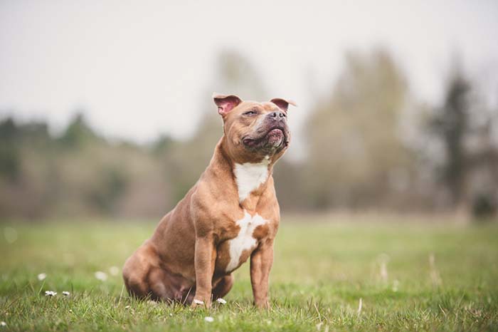 Staffordshire Bull Terrier is one of the most popular fighting dog breeds