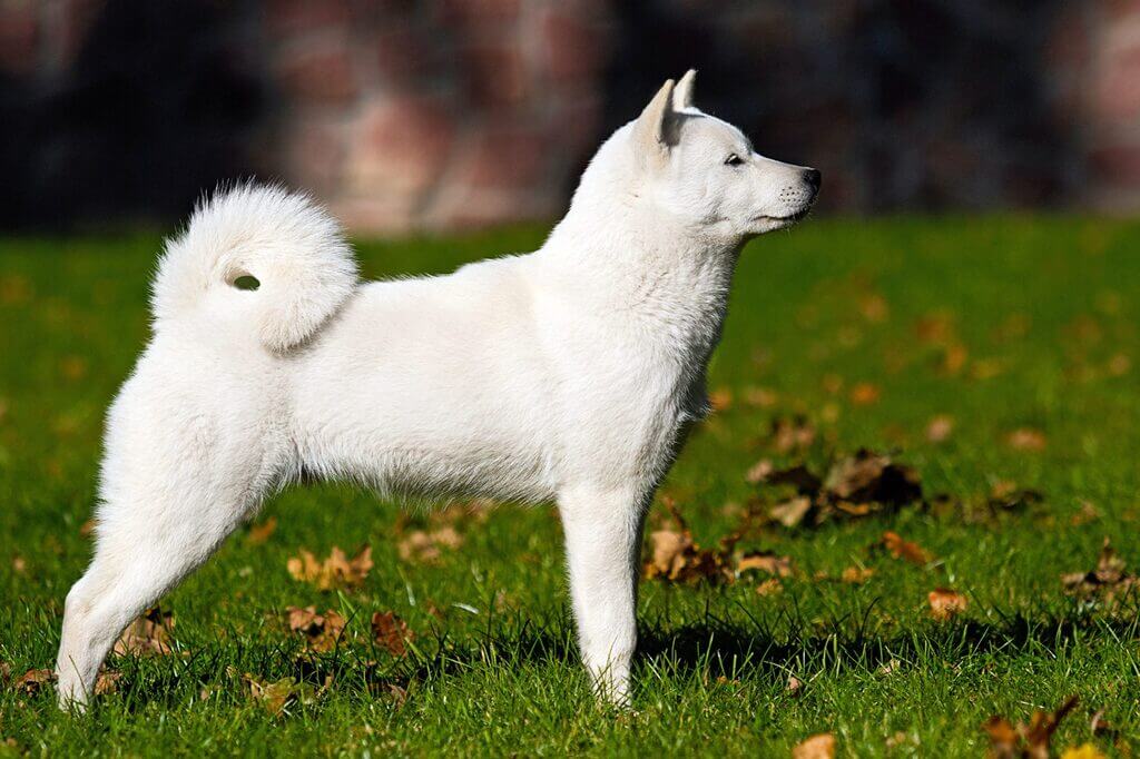 big white dog