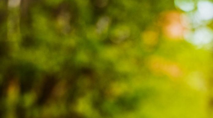 When is a Brussels Griffon Full Grown?