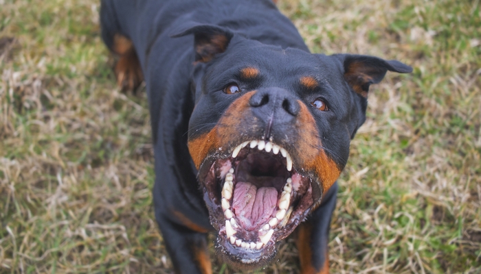 Rottweiler as the fighting dog breeds