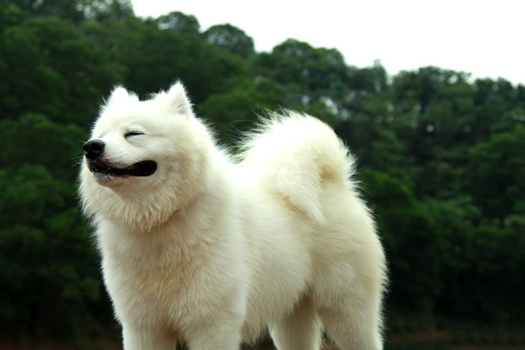 large white dog breeds: Samoyed - White Fluffy Dog