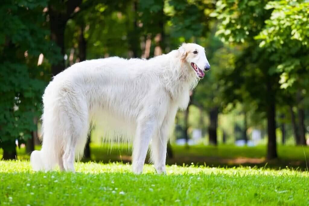 large white dog breeds: Borzoi - White Fluffy Dog