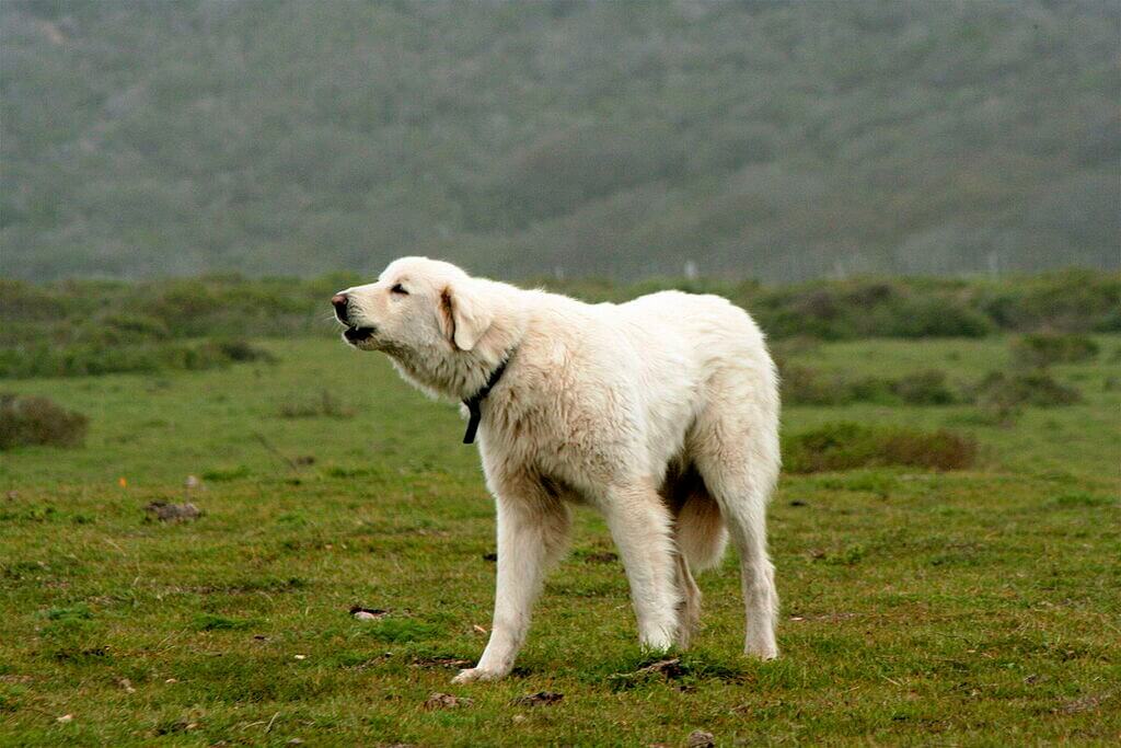 large white dog breeds: Akbash - White Fluffy Dog