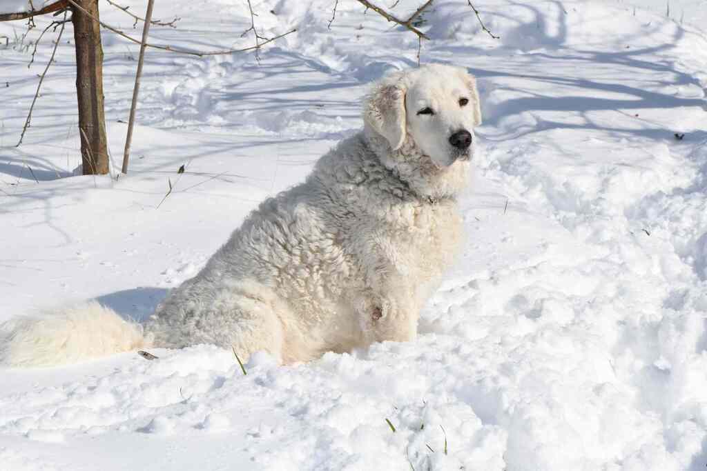 large white dog breeds: Kuvasz - White Fluffy Dog