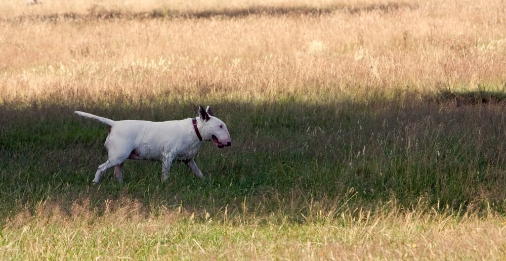 large white dog breeds: Bull Terrier
