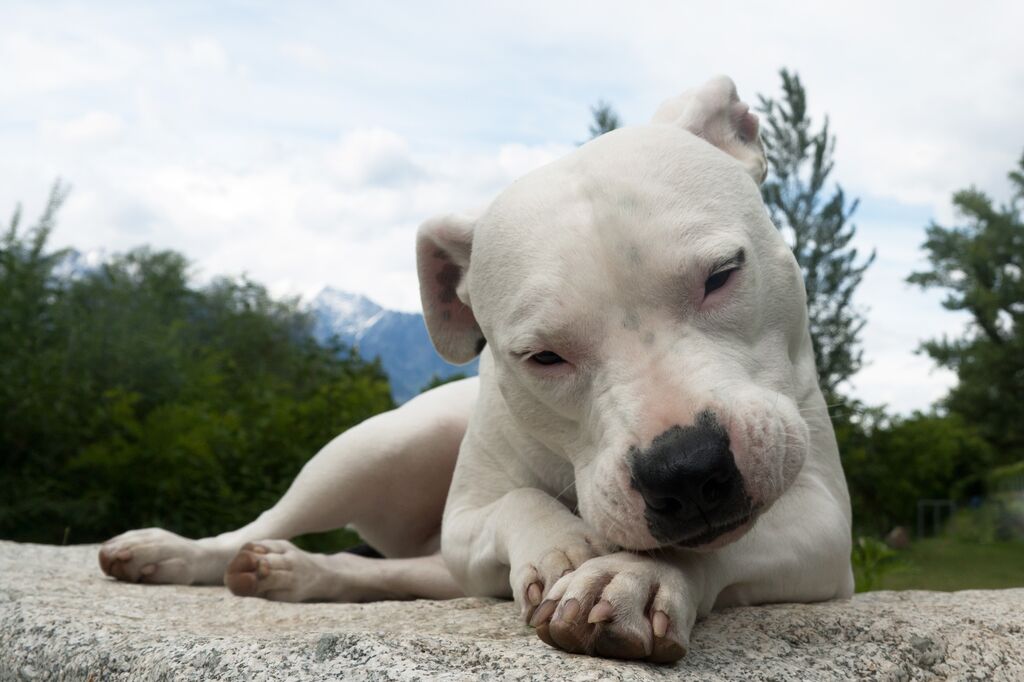 large white dog breeds: Dogo Argentino