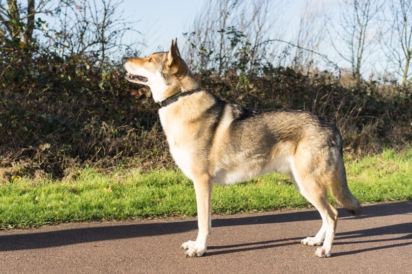 wolf dog hybrid_Ingrid Pakats_Shutterstock