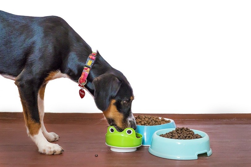 dog food eating pixabay