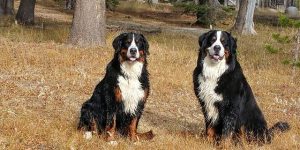 Best Bernese Mountain Dog Puppies for sale