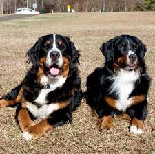 Bernese Mountain Dog Puppies for Sale