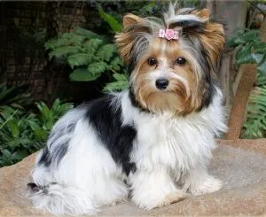 Yorkie puppy for rehoming and adoption