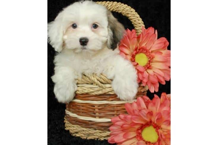 Cute Shih Poo Puppy in the basket
