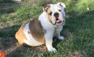 Free English Bulldog Pets And Animals For Sale