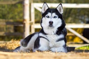 Siberian Husky Puppies For Free Adoption