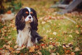 Where Can You Get Free King Charles Cavalier Puppies