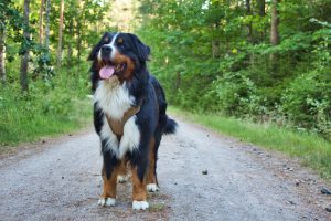 Bernese Mountain Dog rescues and adoption