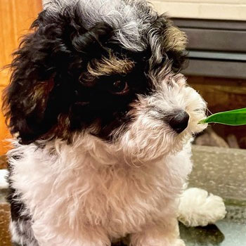 The Shih Poo: A Guide to The Teddy Bear Dog