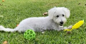 Standard Poodle Rescue In Texas