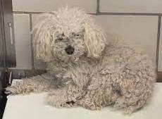 Poodles in Texas Shelters